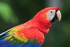 Scarlet Macaw